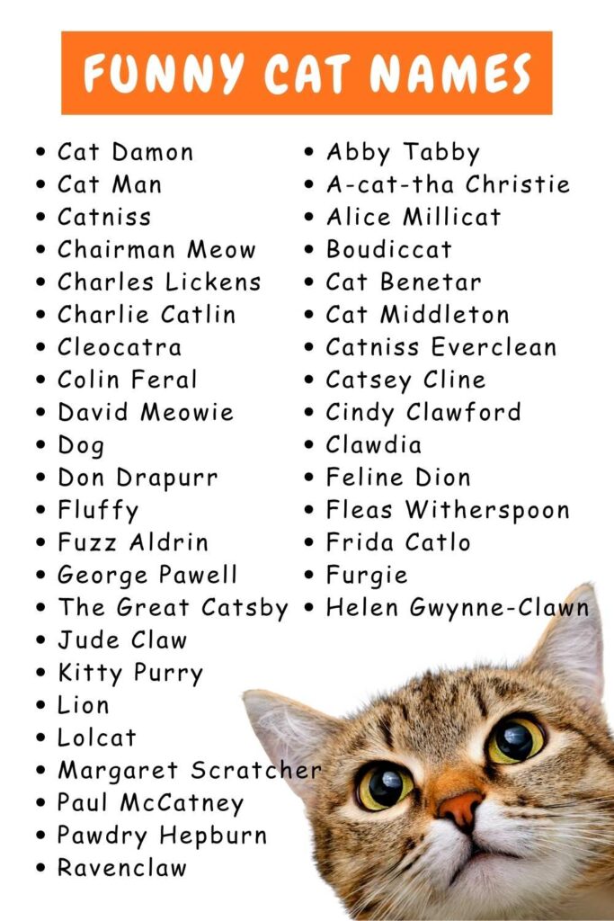 photo of a cat with a list of funny cat names