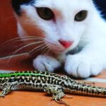 my cat ate a lizard