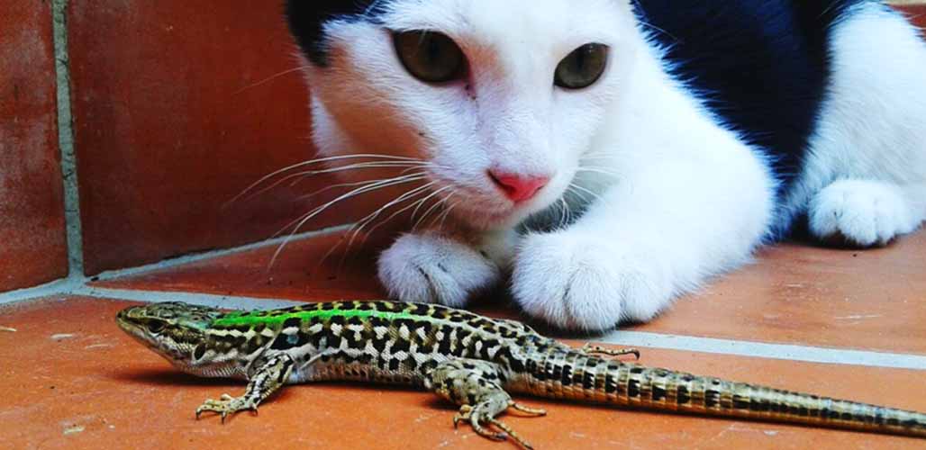 Cats shop eating geckos