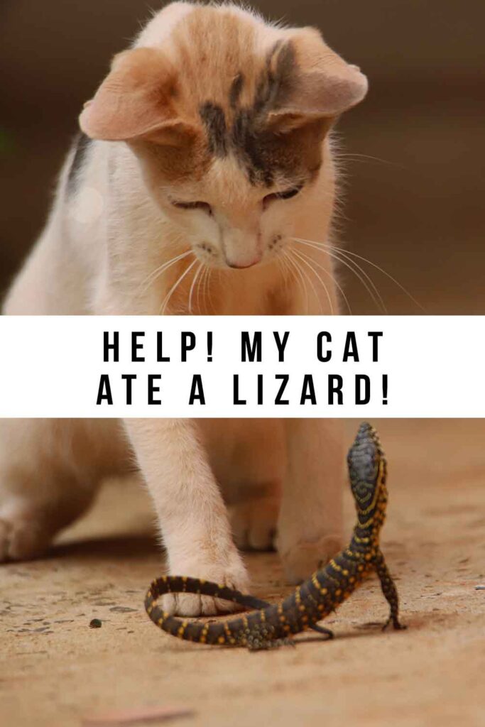 my cat ate a lizard