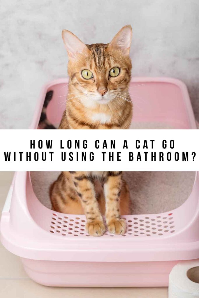 how long can a cat go without using the bathroom