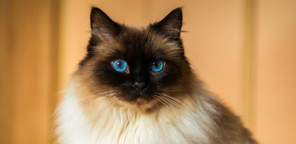 how to identify a ragdoll cat