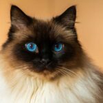 how to identify a ragdoll cat