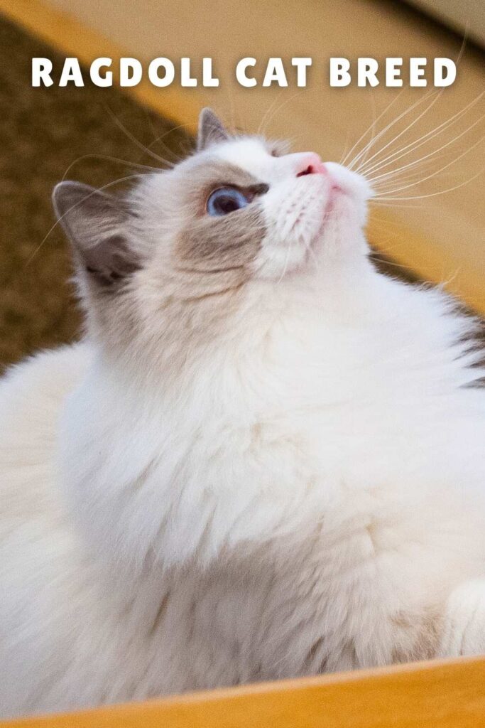 photo of a ragdoll cat