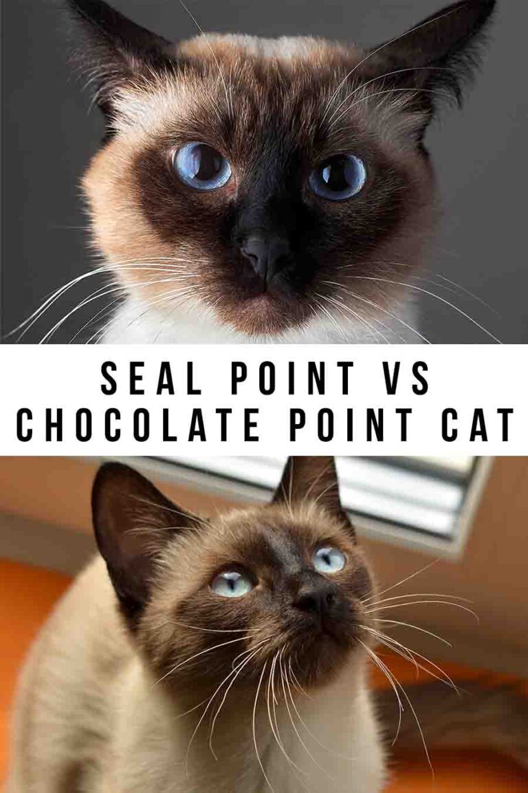 Seal Point V Chocolate Point Cats - How Are They Different?