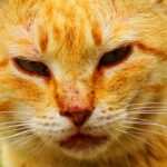 black crust around cats nose