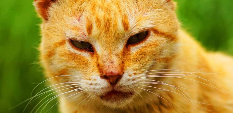 black crust around cats nose