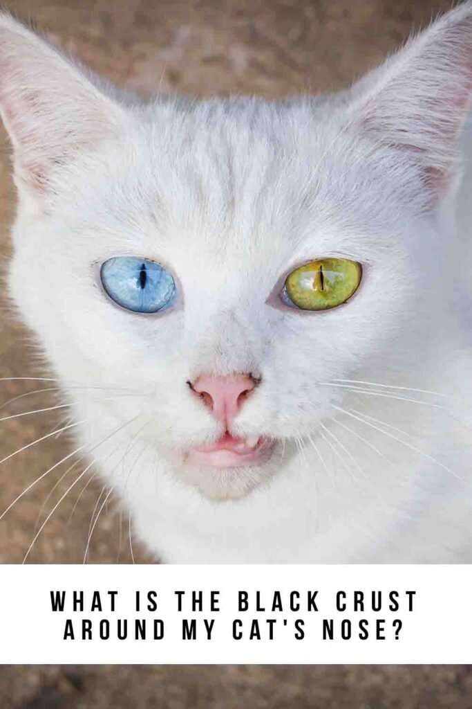 black crust around cats nose