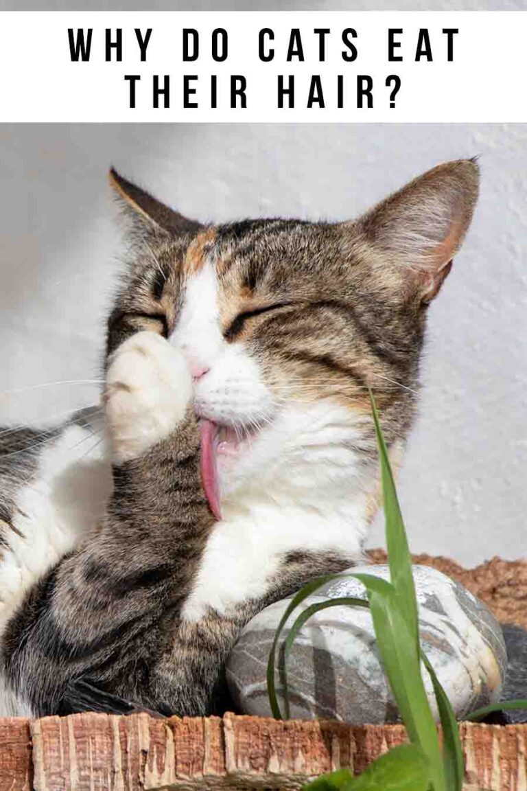 Why Do Cats Eat Their Hair, And Do You Need To Stop Them?