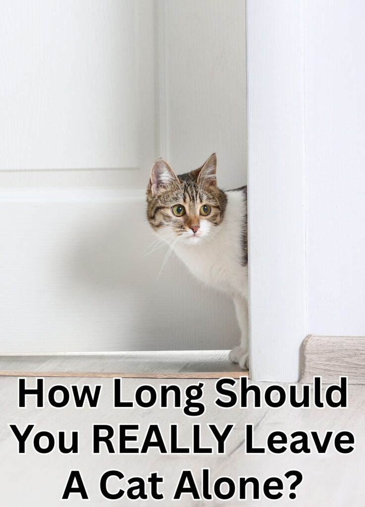 leaving a cat alone