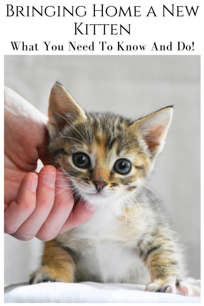 photo of a tiny new kitten next to a person's hand