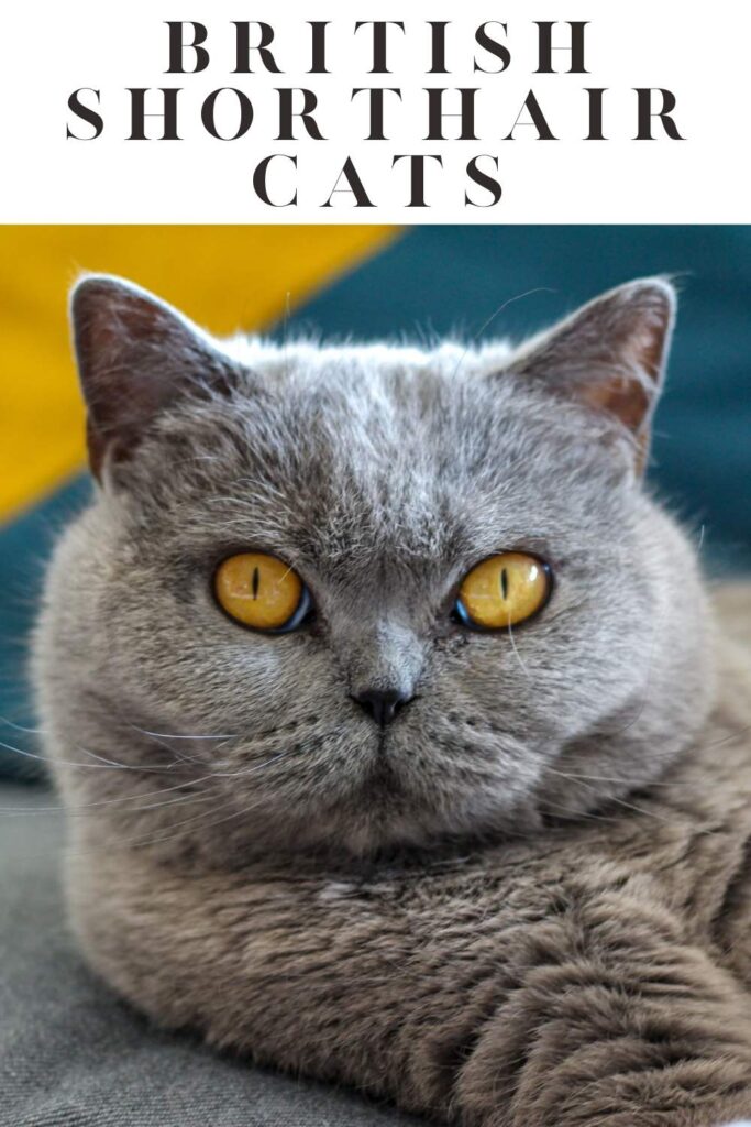 photo of a british shorthair cat
