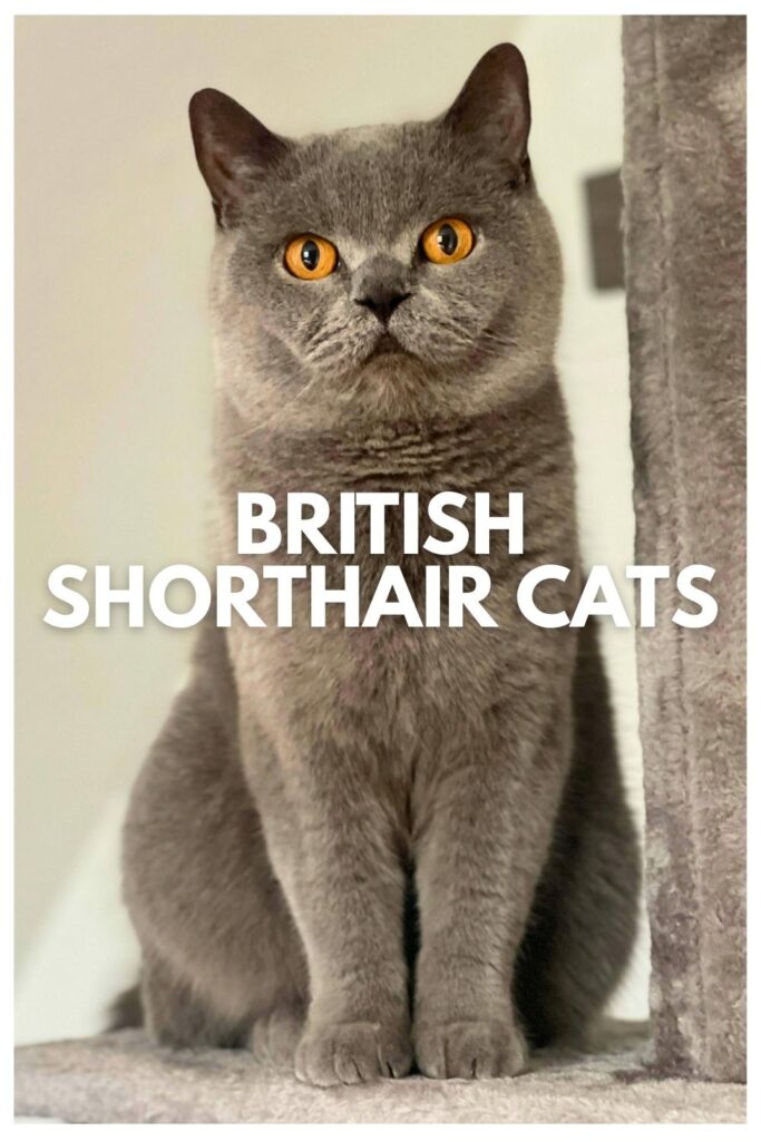 photo of a british shorthair cat looking at the camera