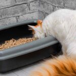 does cat litter expire