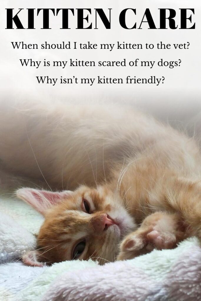 photo of sleepy kitten with text overlay that reads: Kitten Care
