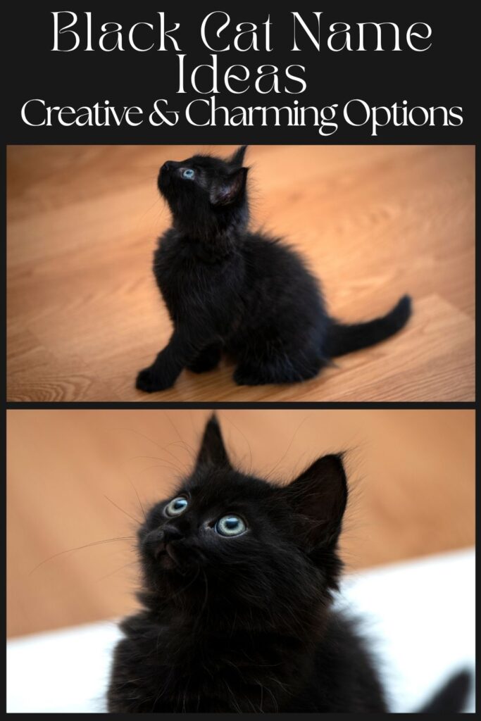 photos of black kittens with text that reads: black cat name ideas