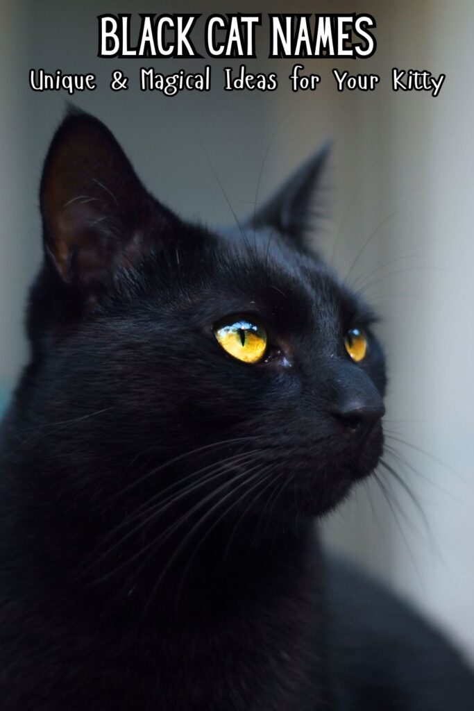 photo of a black cat with yellow eyes