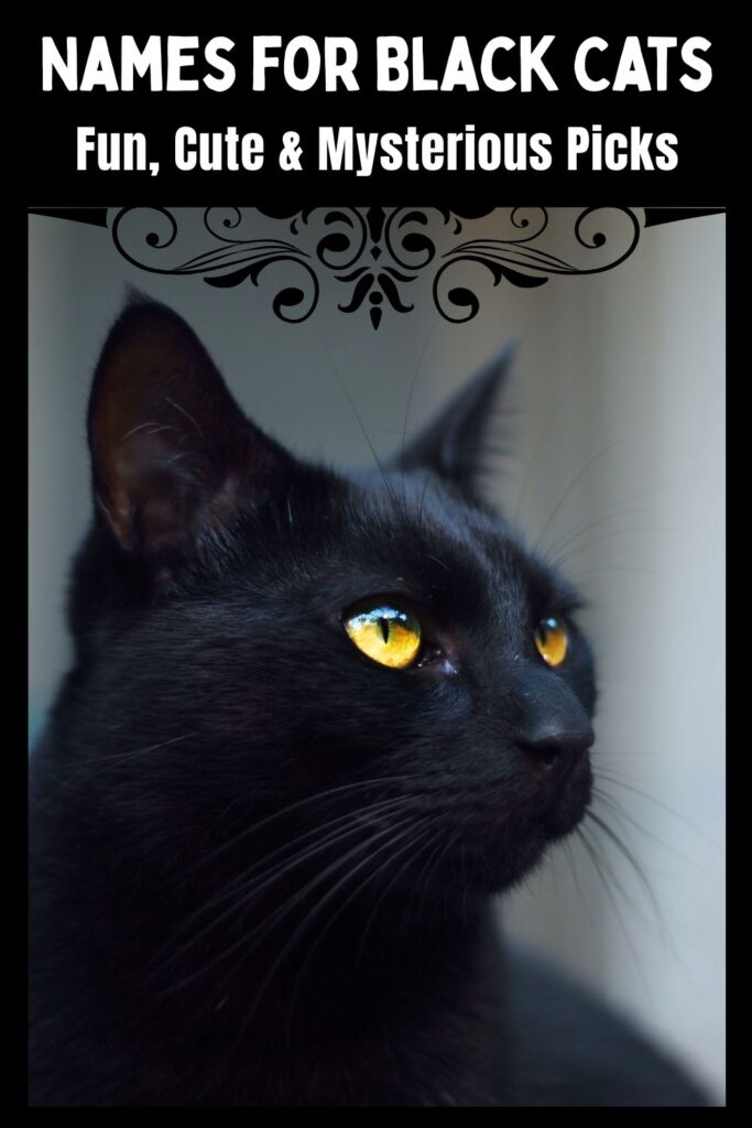 photo of a beautiful black cat with yellow eyes