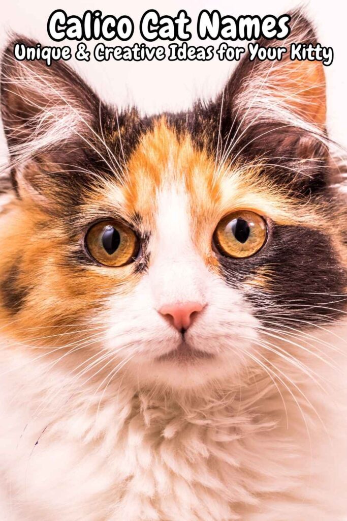 portrait photo of a calico cat
