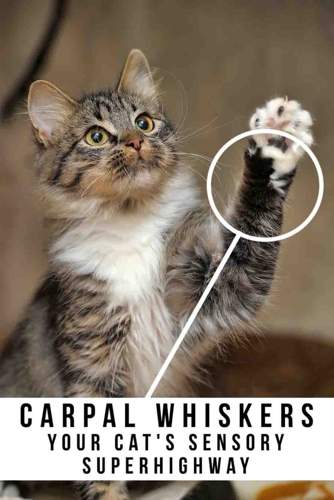 Carpal Whiskers: Your Cat’s Sensory Highway – Fuzionella