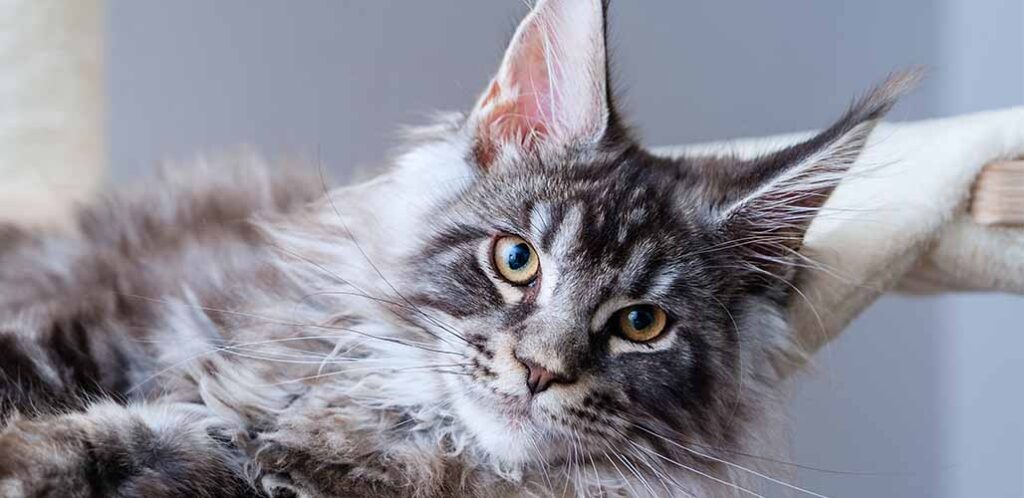 maine coon tabby cat