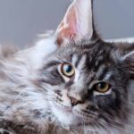 maine coon tabby cat