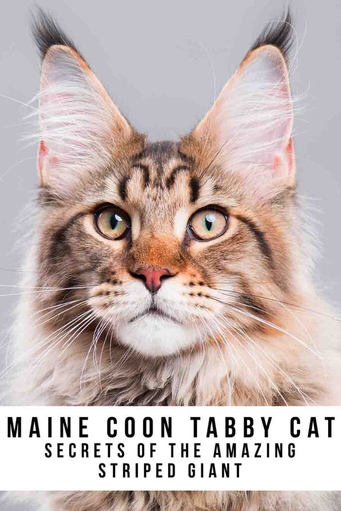 maine coon tabby cat