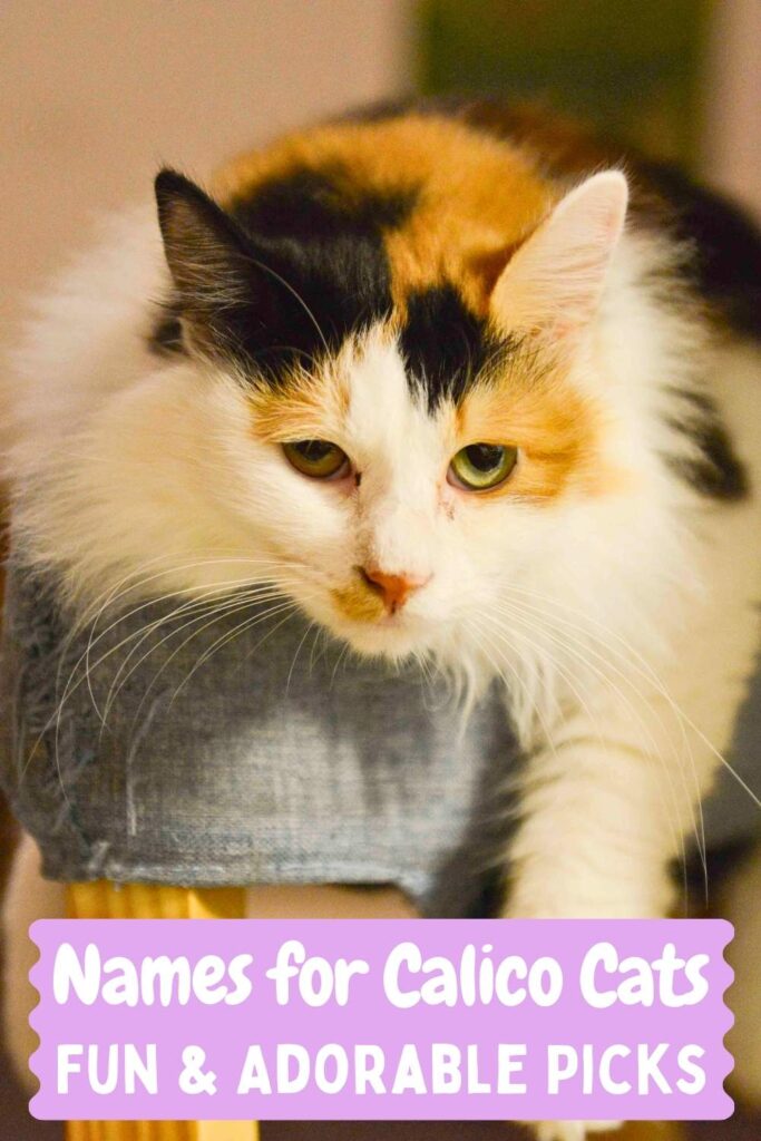 long haired calico cat