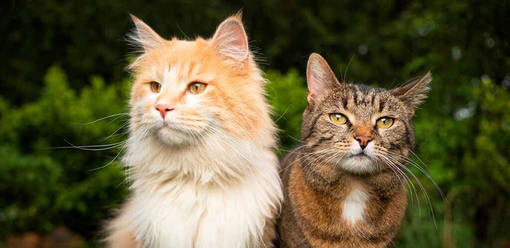 why are maine coons so big