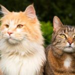 why are maine coons so big