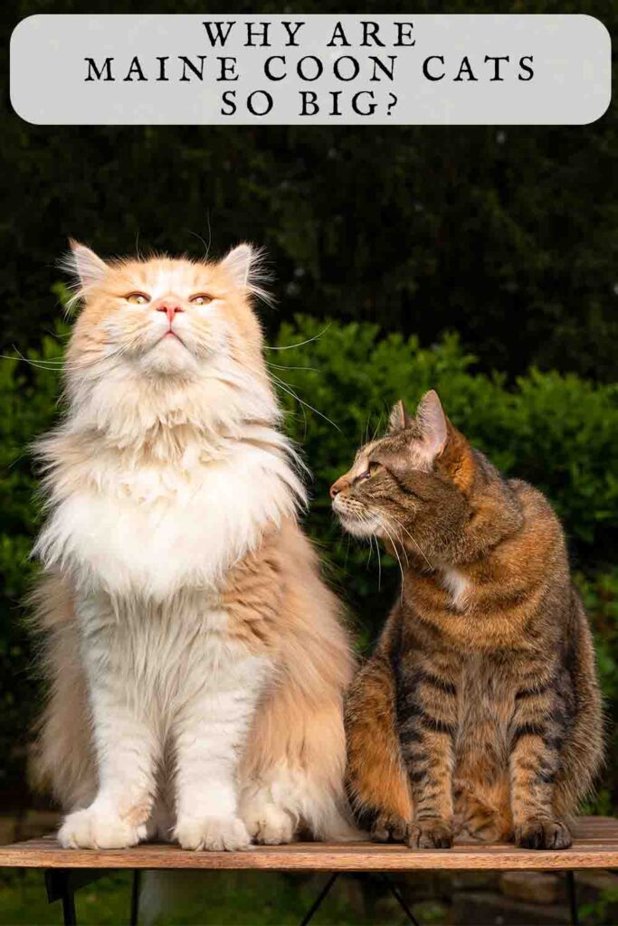 why are maine coons so big