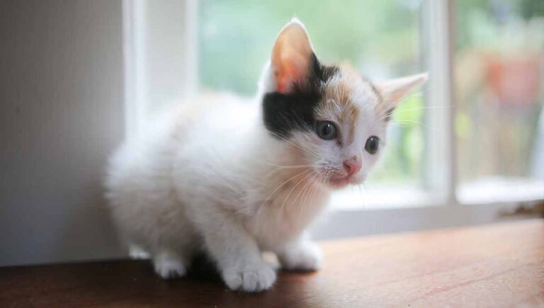 Tortoiseshell vs Calico: Exploring the Unique Traits of Multi-Colored Cats