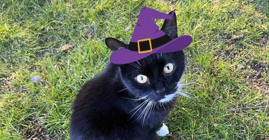 witch cat names