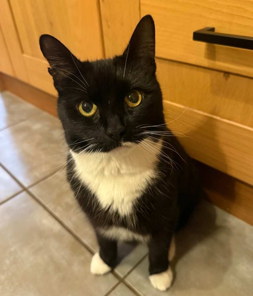 Image of 14 year old cat Oscar sitting on the kitchen floor