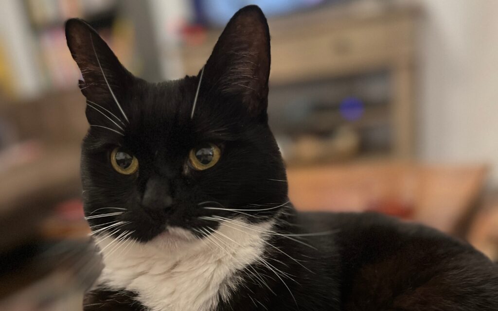 Close up image of 14 year old tuxedo cat Oscar's face