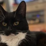 Close up image of 14 year old tuxedo cat Oscar's face