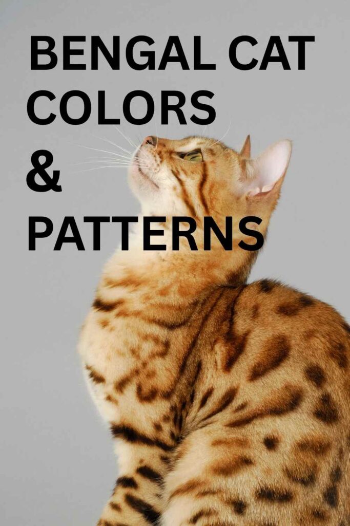 photo of a bengal cat with text overlay that reads: bengal cat colors