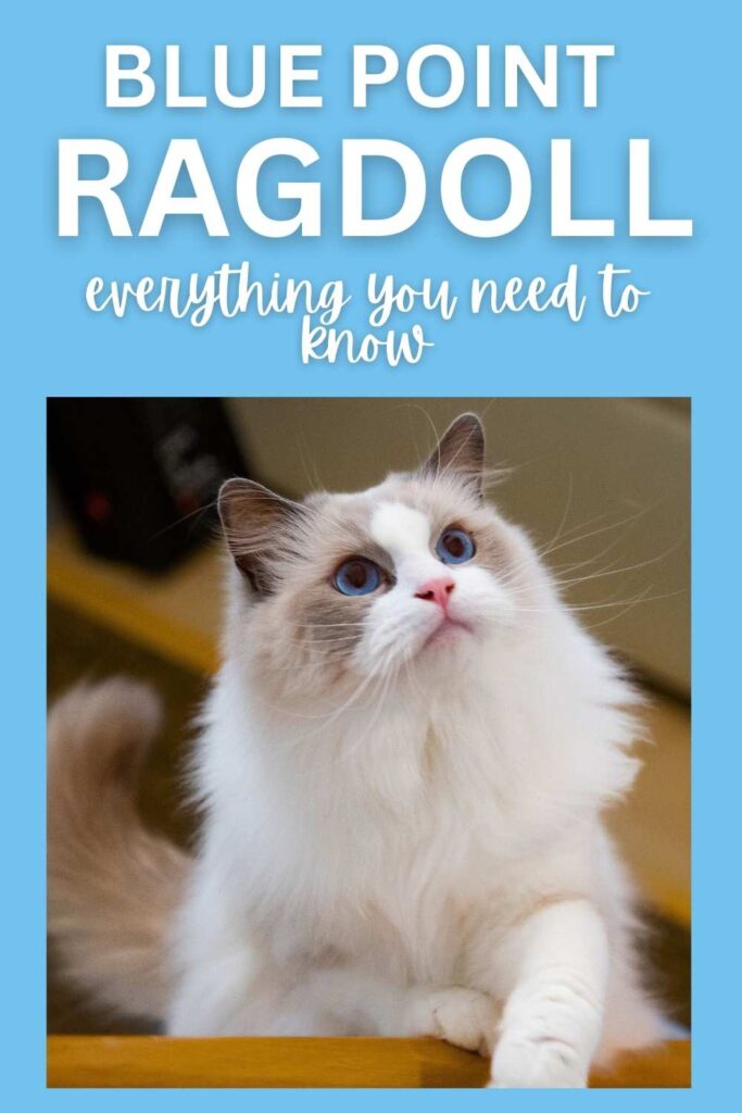 photo of a blue point ragdoll cat