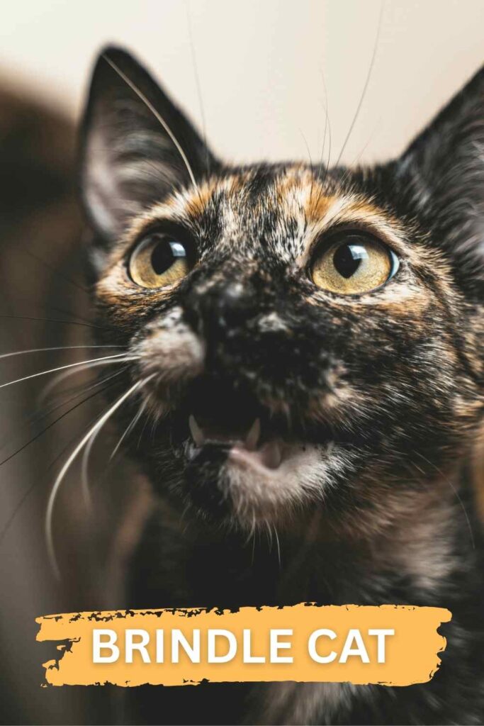 photo of a brindle cat