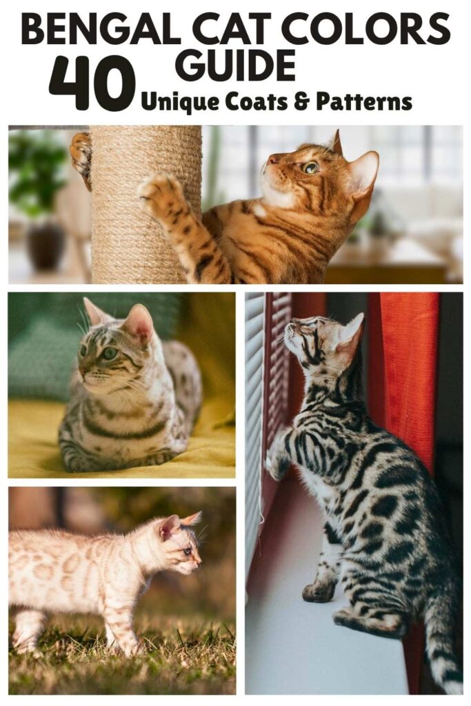 collage of photos of bengal cats in a variety of different colors