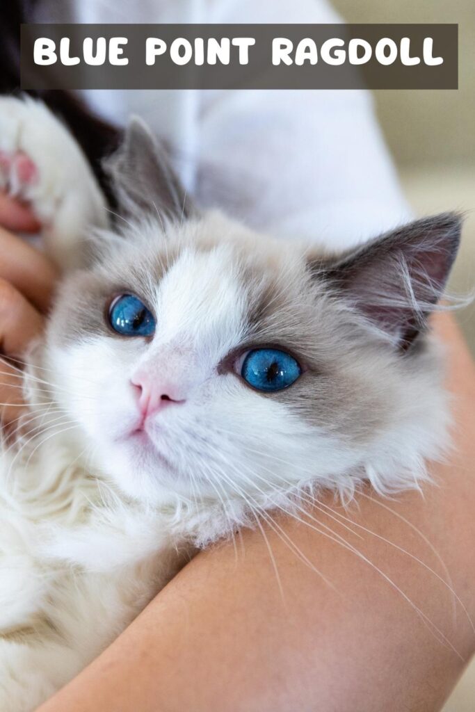 photo of a blue point ragdoll cat