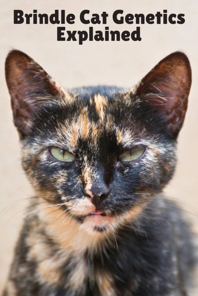 photo of a brindle cat