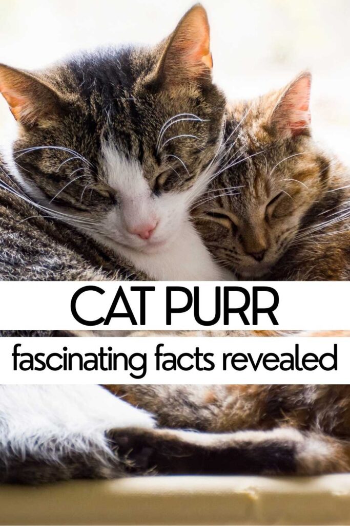 photo of two sleeping cats cuddled up together with text overlay that reads CAT PURR