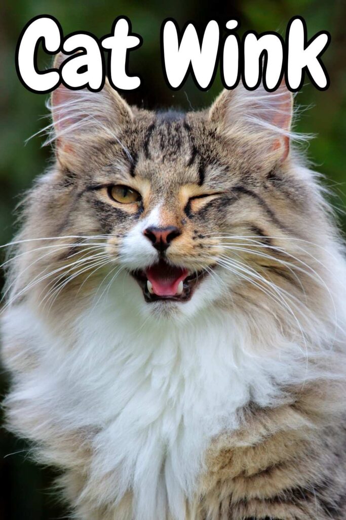 photo of a long haired tabby cat with one eye closed and text overlay that reads: cat wink