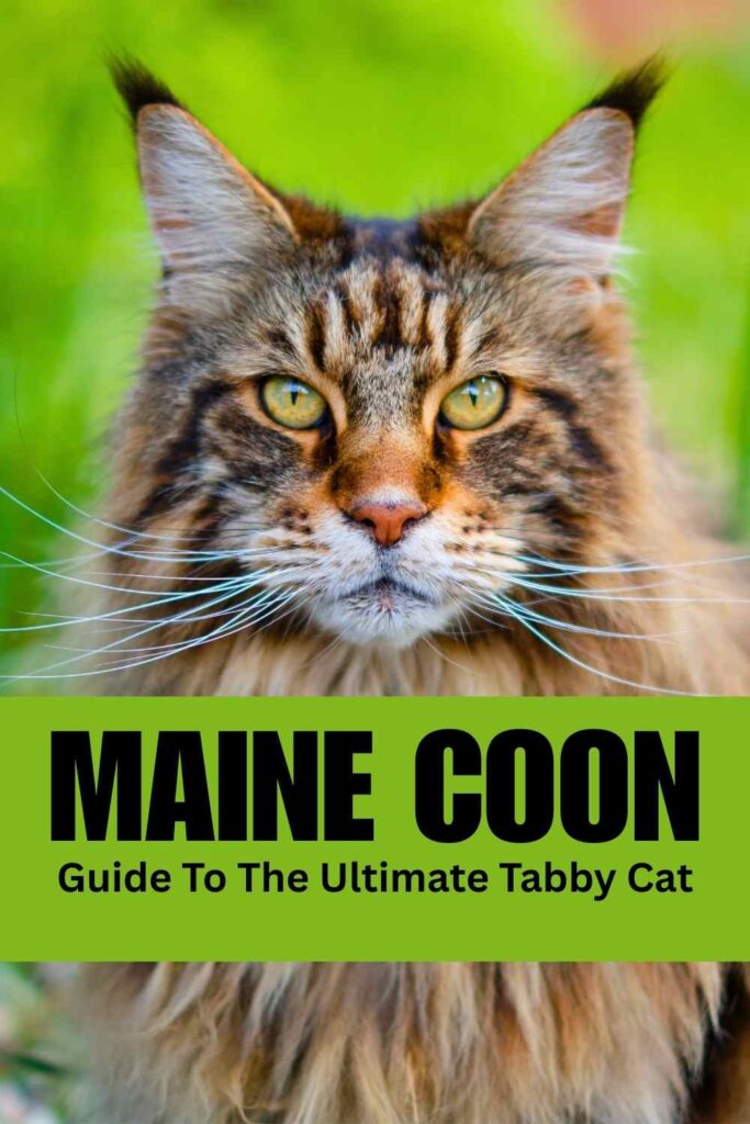 photo of a maine coon tabby cat