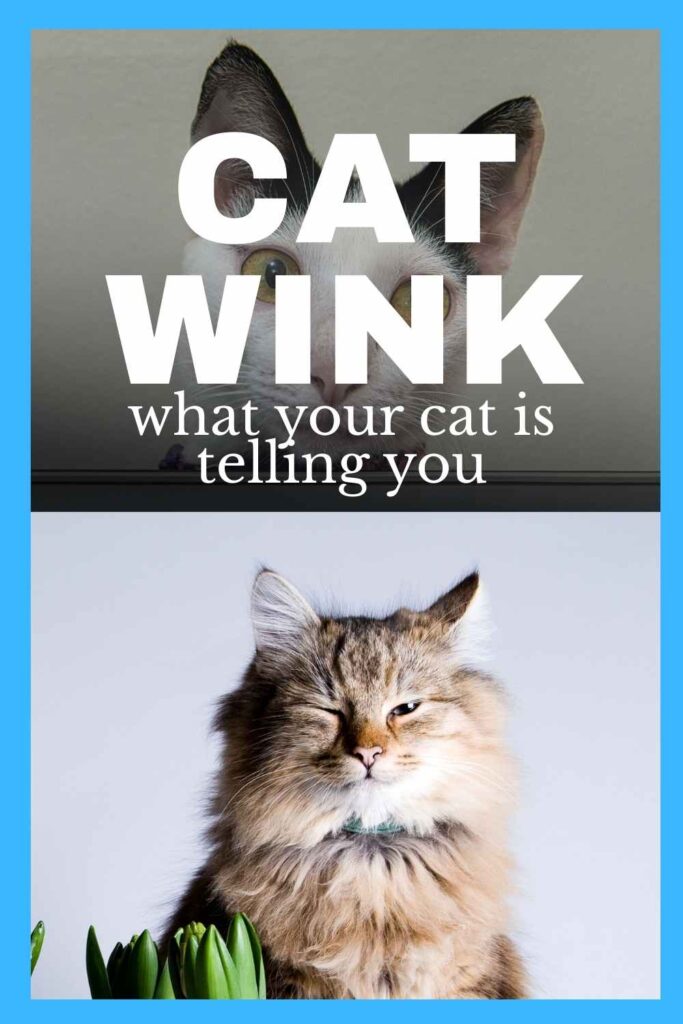 photo of a cat winking