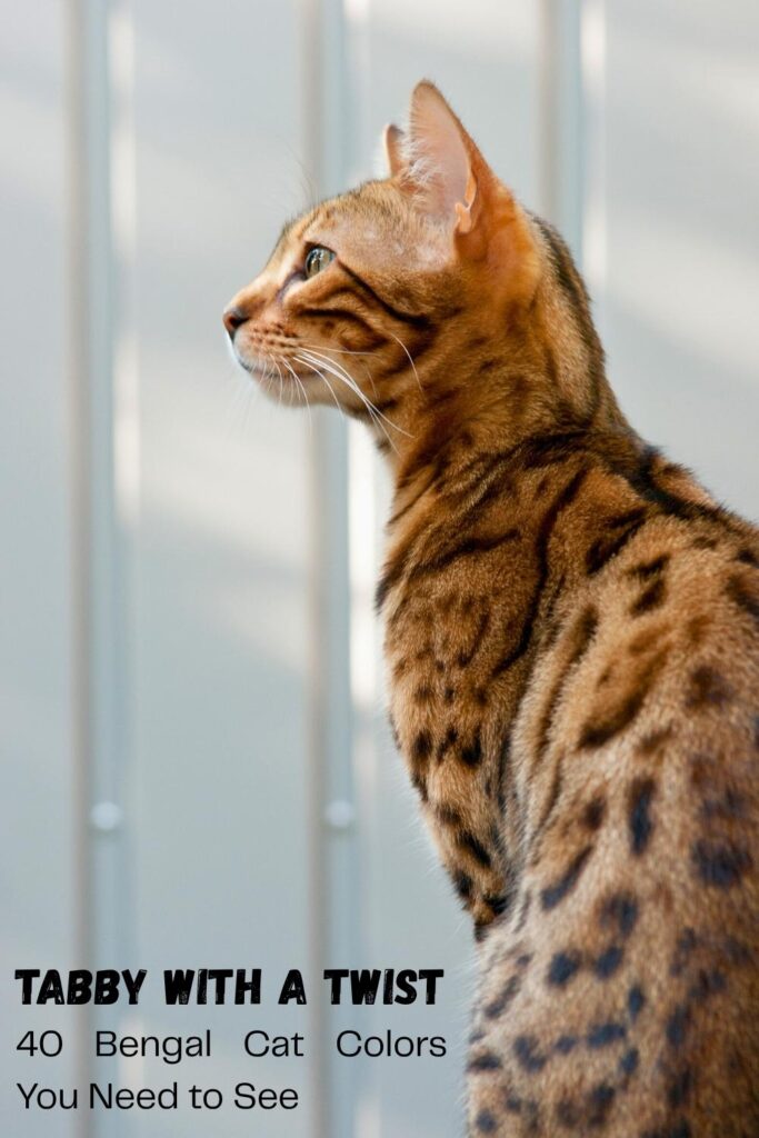photo of a bengal cat with text overlay that reads: bengal cat colors
