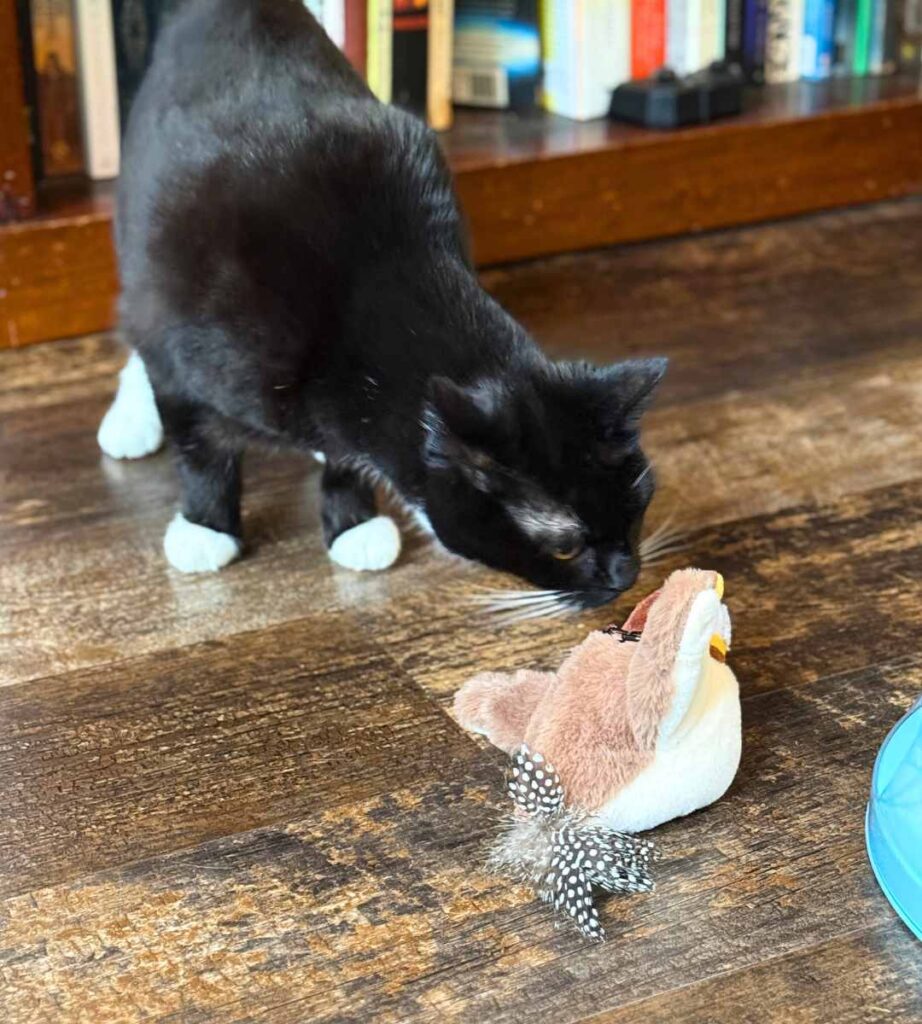 oscar inspecting cat bird toy