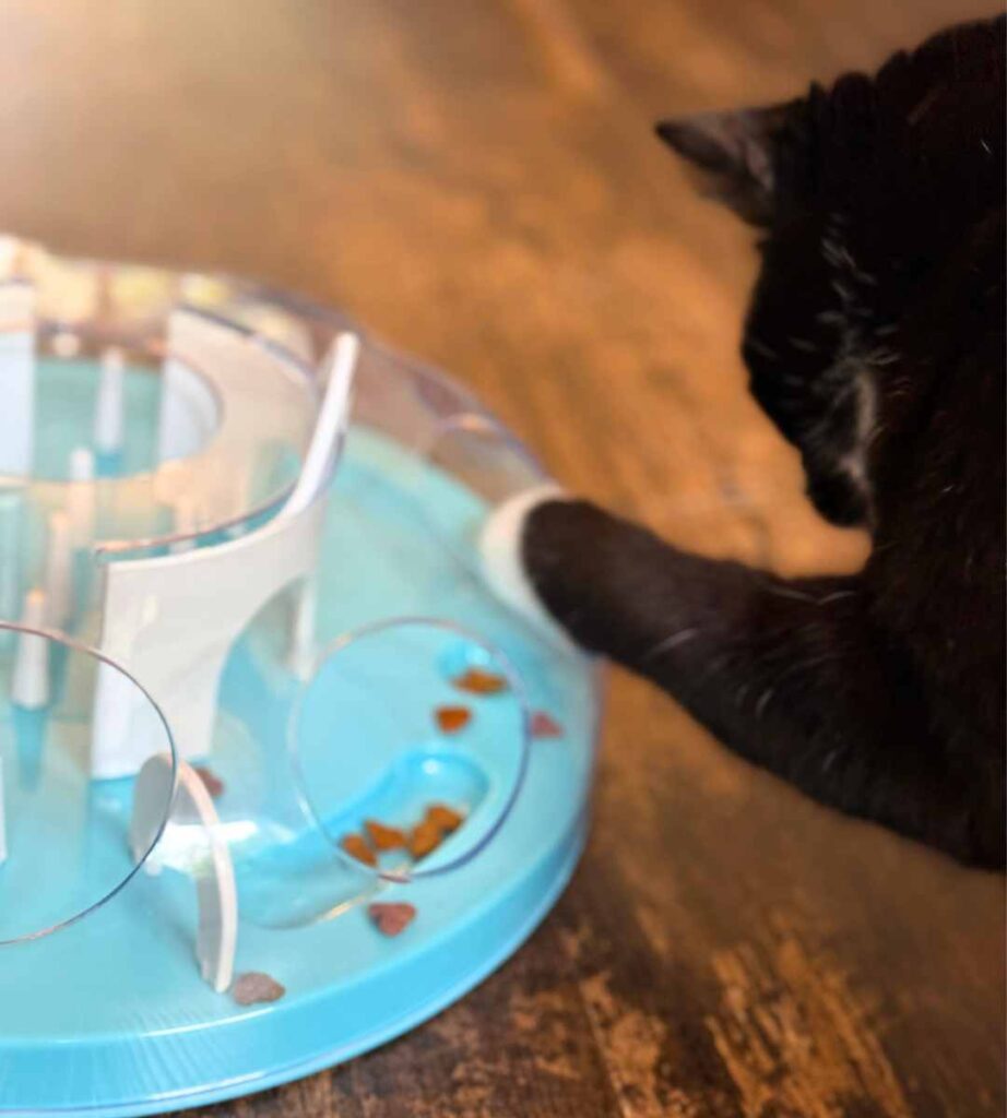 oscar using puzzle toy