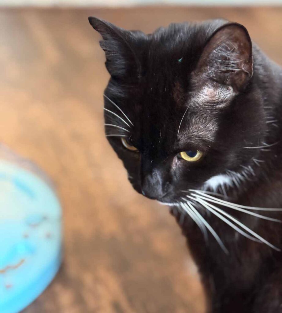 oscar looking away from the toy